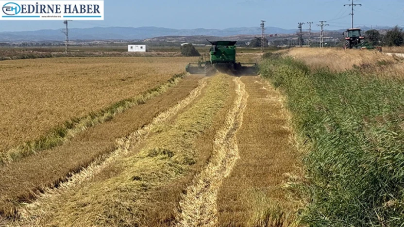 İpsala'da çeltik hasadında sona yaklaşılıyor