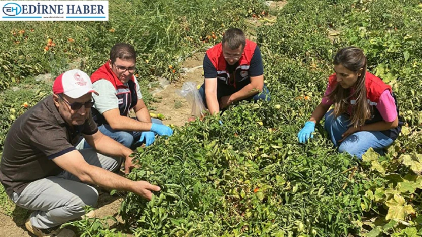 Kalıntısız domates için tarlalarda sıkı kontrol