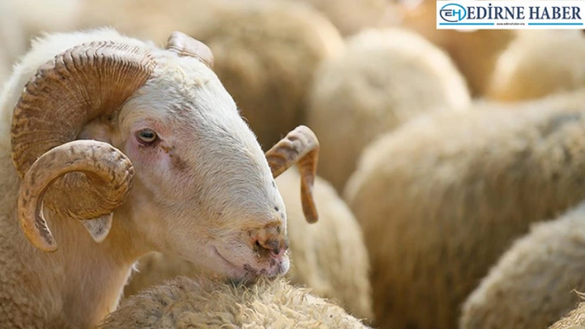 Kurban kesim elemanı kursu kayıtları başladı