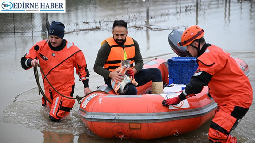 Meriç Nehri'nde mahsur kalan hayvanlar kurtarıldı