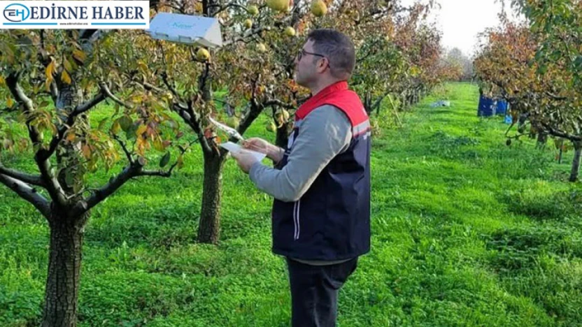 Meyve bahçelerinde Feromon tuzak takibi sürüyor