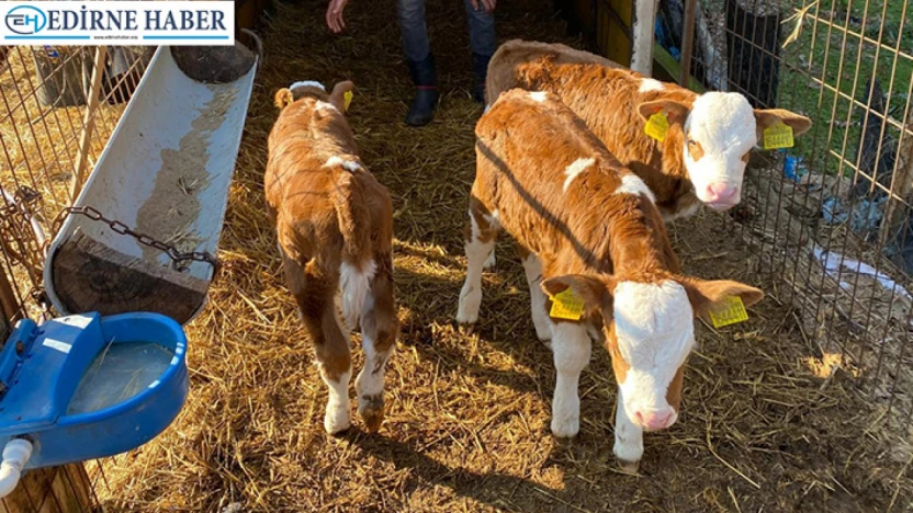 Orhaniye Köyü'nde üçüz buzağı sevinci