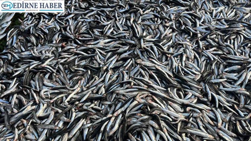 Palamut azaldı, hamsi tezgâhlara hakim oldu