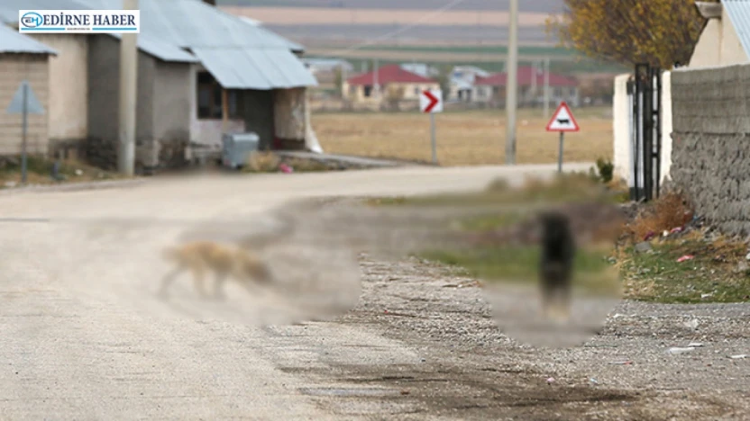 Sahipsiz köpeği sürüklediği iddia edilen belediye personeline soruşturma