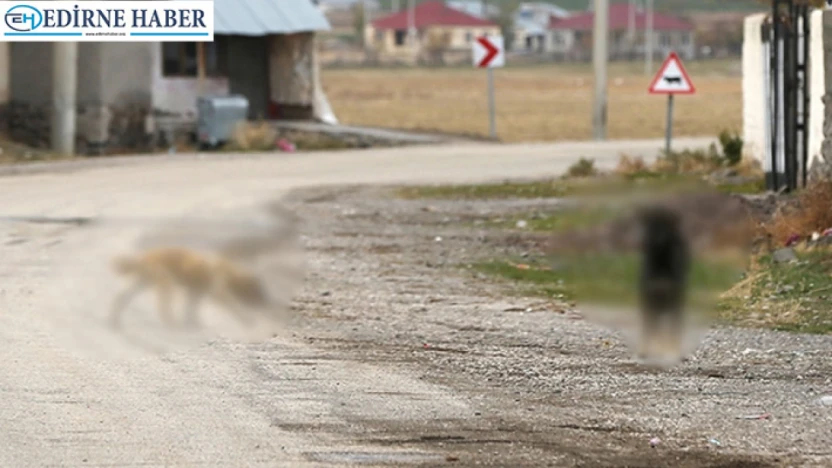 Sahipsiz köpeği sürüklediği iddia edilen belediye personeli gözaltına alındı