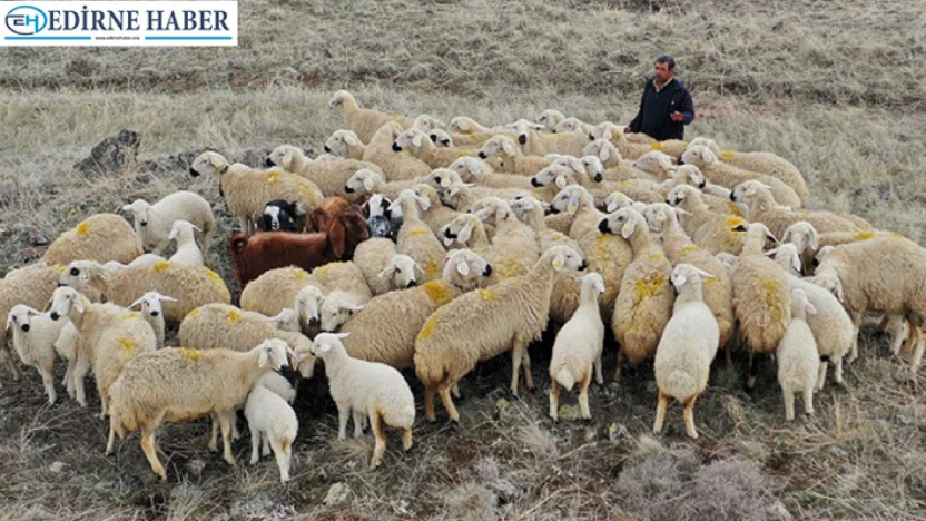 Süloğlu'ndan koyun-keçi yetiştiricilerine müjde