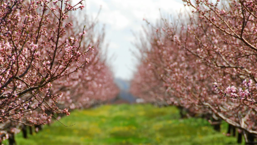 TARSİM'de yeni dönem: don ve güneş yanıklığı sigorta kapsamı genişletildi