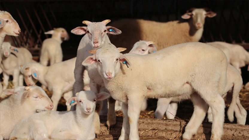 Trakya'da damızlık küçükbaş hayvanlar bilimsel verilerle tespit edilecek