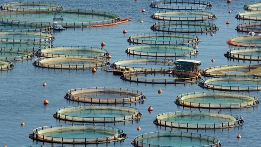 Türkiye, sürdürülebilir balıkçılıkta bölgenin öncüsü