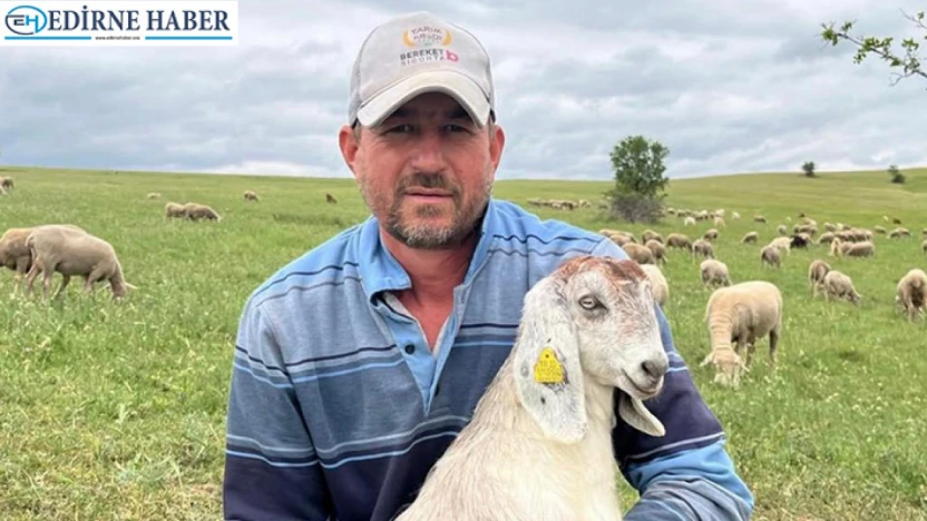Üç farklı hayvan ırkıyla merada üretim: 'Mera olmadan olmaz'