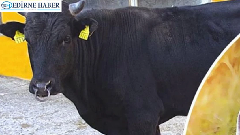 Yerli hayvan ırklarına 2,7 milyarlık destek