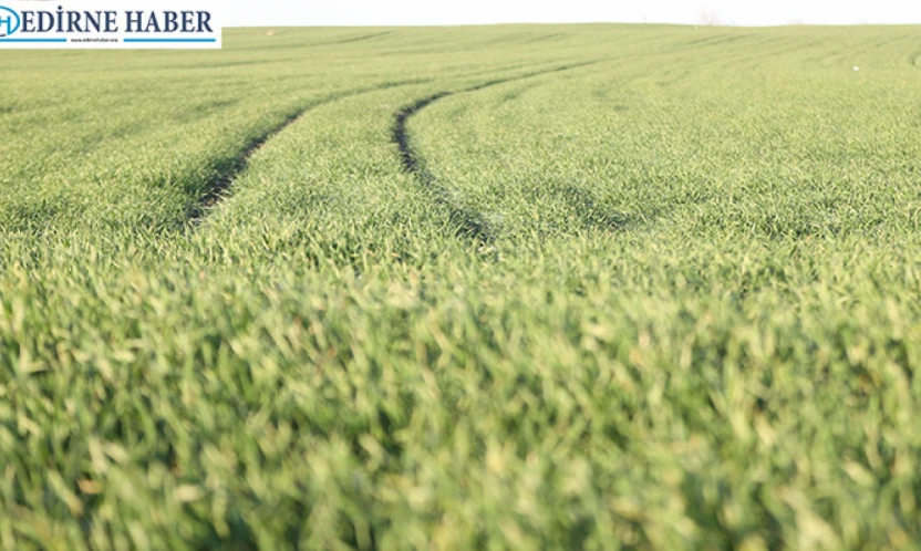 'Buğday bu yıl erken gelişim gösterdi'
