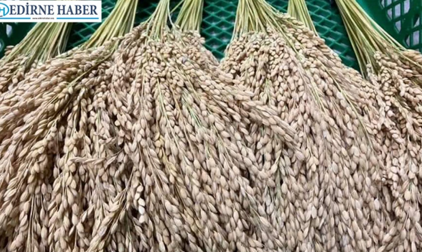 Çeltik saplarından yakıt üretilmesi planlanıyor