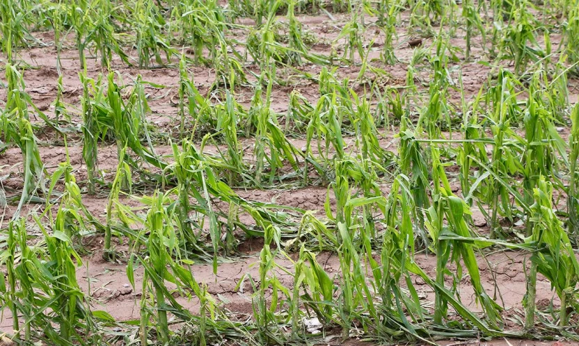 Çiftçiye güvence artıyor: TARSİM'de 2026 yılı risk ve prim destekleri netleşti