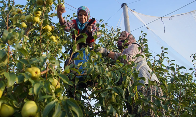Devlet desteğiyle yaygınlaşan meyve bahçeleri, çiftçinin kazancını artırdı