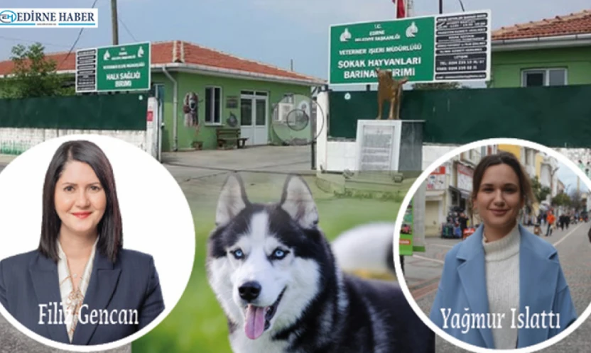 Edirne'de barınak isyanı: 'Hayvanlar elinizde ölüyor!'