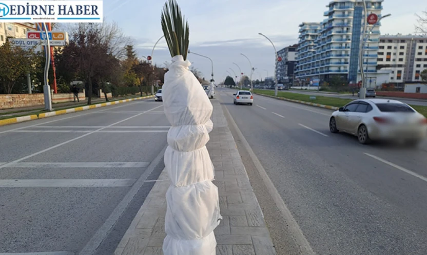 Edirne'de palmiyeler ayaz nöbetinde: 'Aman üşümesinler başkan!'