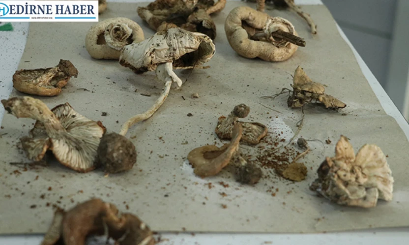 Ekosistemi korumak için Ganos Dağı'nın mantar haritası çıkarılıyor