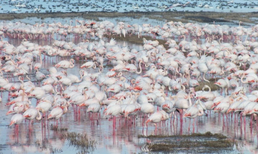 Göçmen kuşlar çeltik tarlalarında besleniyor