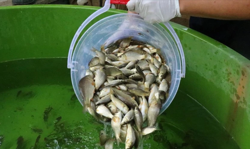 İpsala'da 10,5 milyon sazan yavrusu üretildi