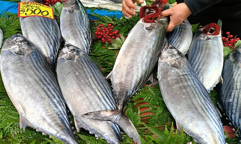 Marmara'da torik bereketi yüzleri güldürdü