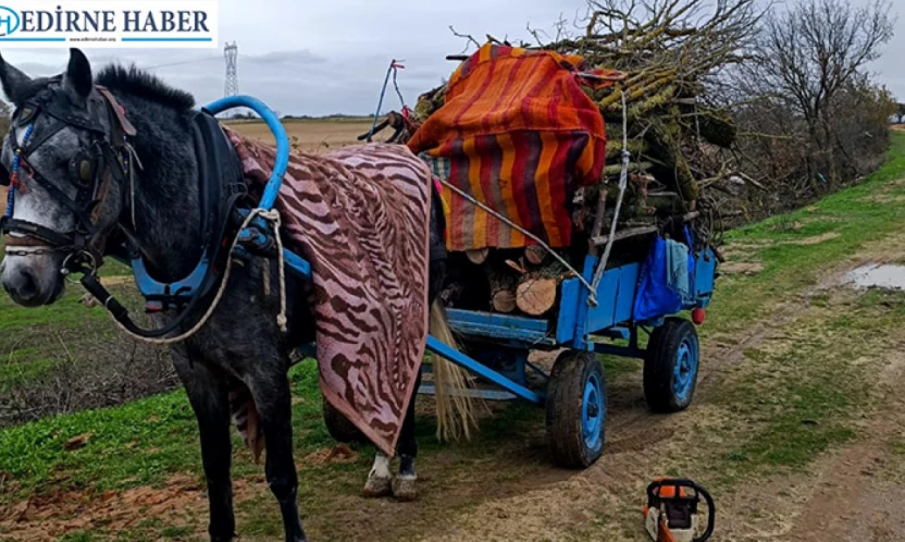 Merada izinsiz ağaç kesen 2 kişi gözaltına alındı