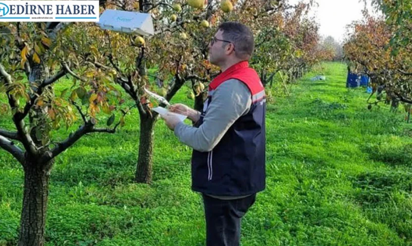 Meyve bahçelerinde zararlı yoğunluğunu yakından izleniyor