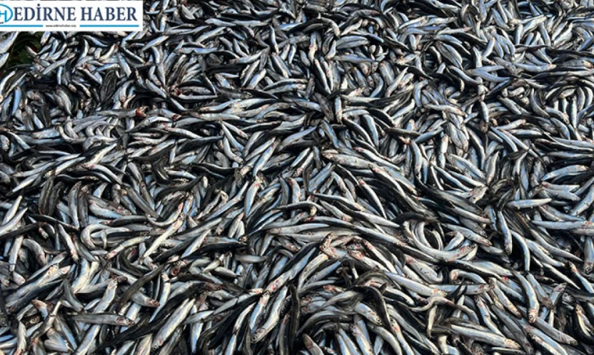 Palamut azaldı, hamsi tezgâhlara hakim oldu