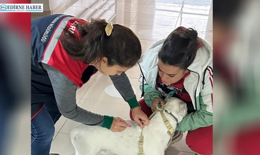 Sahipli hayvanlara çip ve kuduz aşısı uygulaması sürüyor