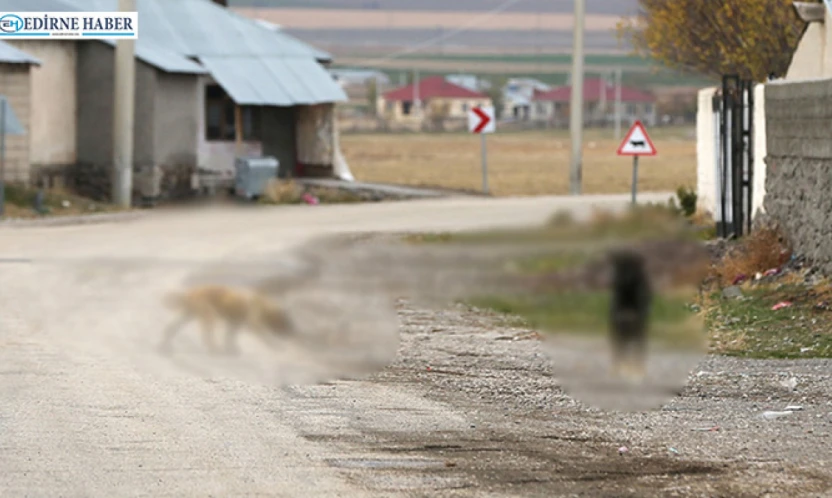 Sahipsiz köpeği sürüklediği iddia edilen belediye personeline soruşturma
