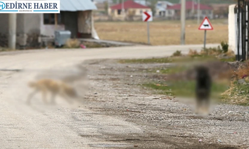 Sahipsiz köpeği sürüklediği iddia edilen belediye personeli gözaltına alındı