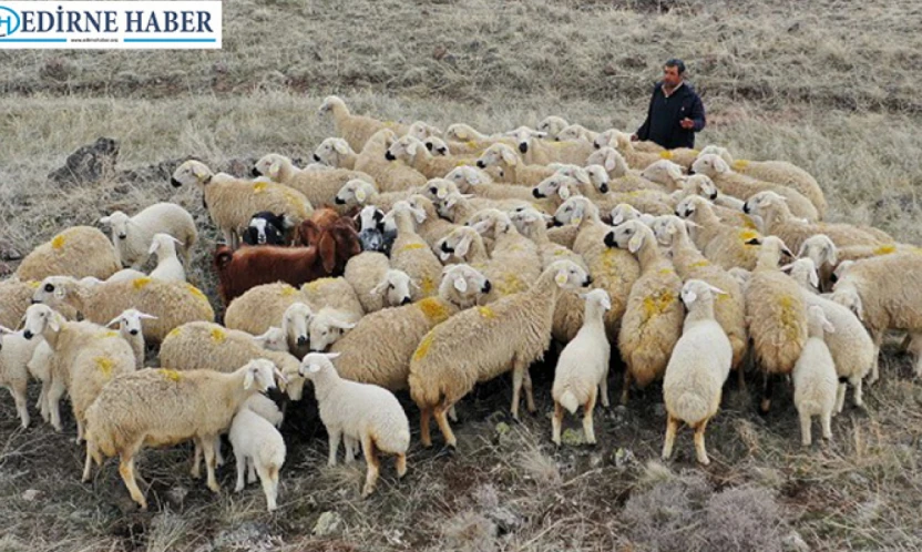 Süloğlu'ndan koyun-keçi yetiştiricilerine müjde