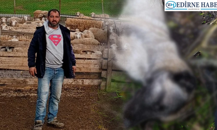 Sürüyü koruyan köpekleri öldürenlerin cezalandırılmasını istiyor