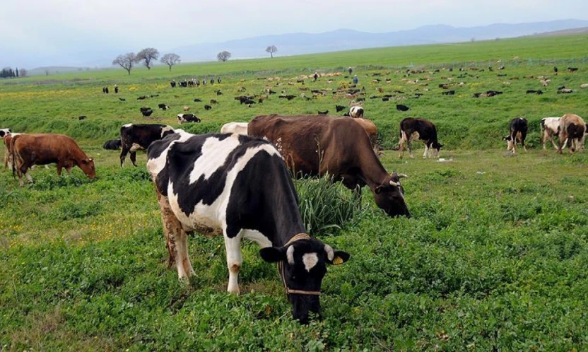 Taptık Köyü'nde mera ıslahı üreticiye nefes aldırdı