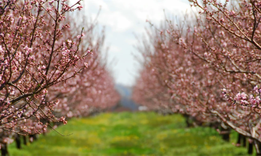 TARSİM'de yeni dönem: don ve güneş yanıklığı sigorta kapsamı genişletildi