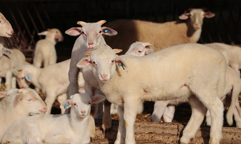 Trakya'da damızlık küçükbaş hayvanlar bilimsel verilerle tespit edilecek