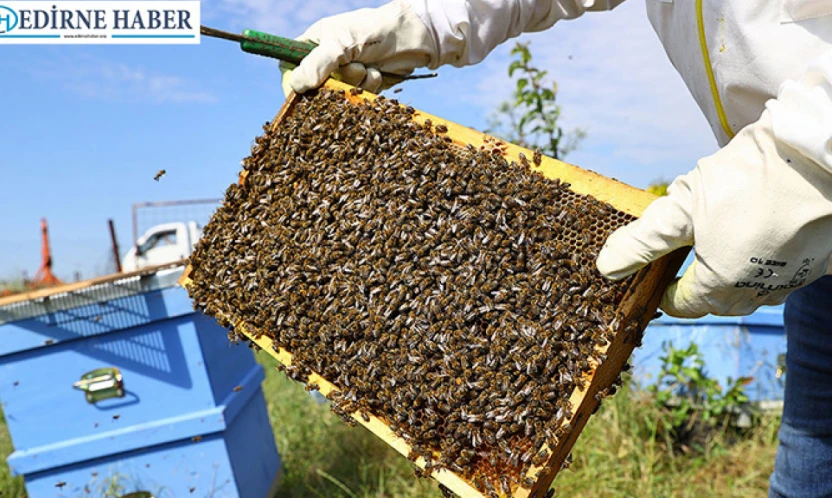 Trakya Karaçalı Balı coğrafi işaret yolunda