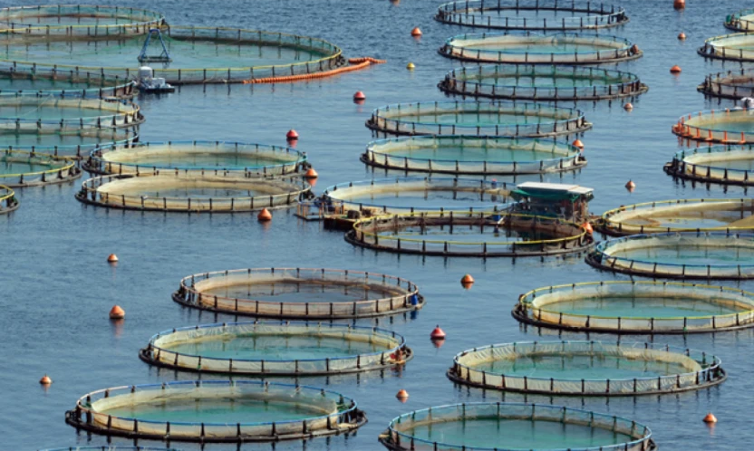 Türkiye, sürdürülebilir balıkçılıkta bölgenin öncüsü