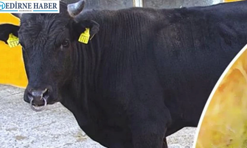 Yerli hayvan ırklarına 2,7 milyarlık destek