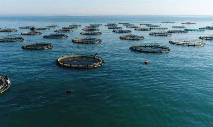 Yumaklı: 'Balık üretiminde Cumhuriyet tarihinin rekorunu kırdık'